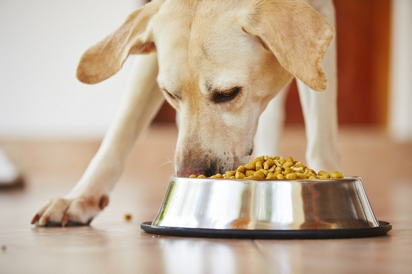 Как правильно выбирать корм для собак?