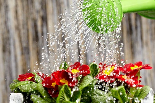 Как и зачем поливать домашние цветы минералкой