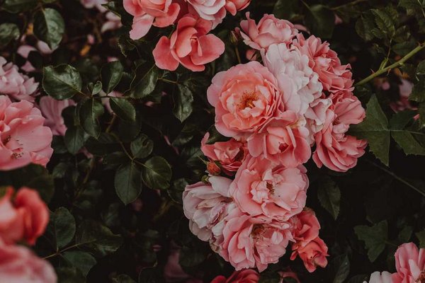 Красота в саду: как ухаживать за розами летом