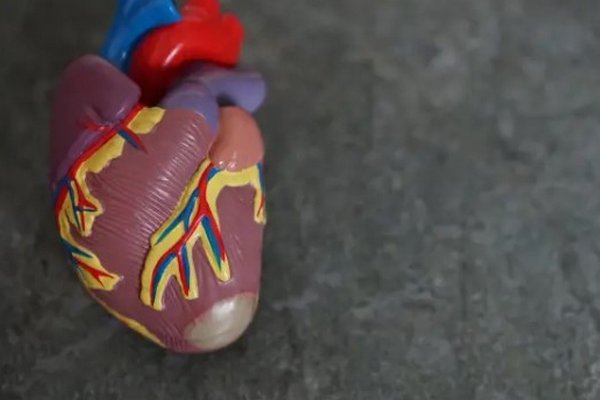 Ученые открыли способ продлить жизнь после инфаркта