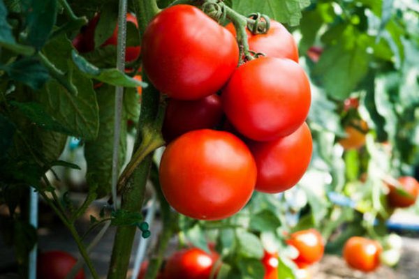 Назван доступный продукт, который поможет помидорам быстрее покраснеть на грядке и стать слаще