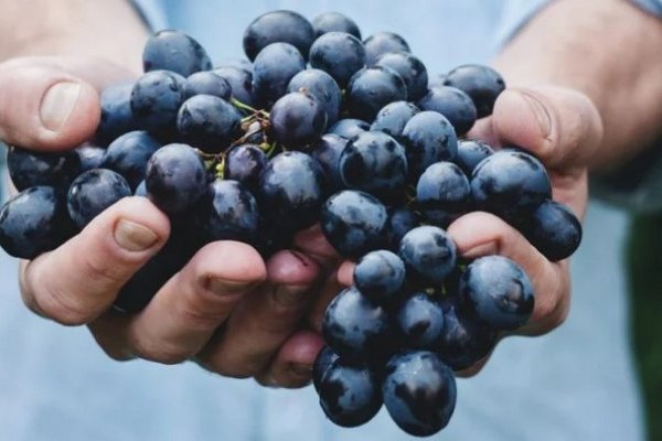 Готовим к холодам: как ухаживать за виноградом осенью
