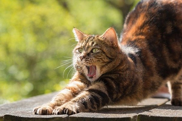 Ученые объяснили, как правильно кормить кошек