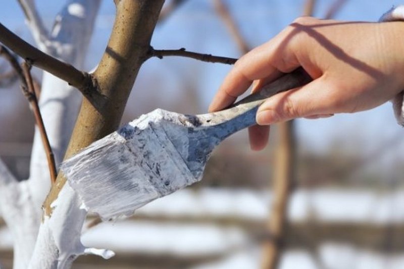 Как уберечь дерево от морозобоин?