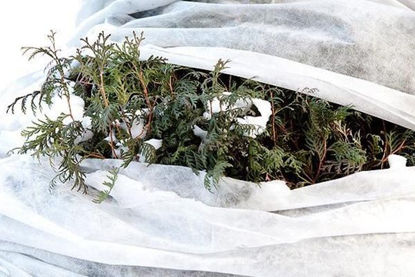 Как уберечь хвойные растения на даче зимой?