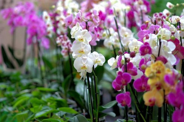 Главные ошибки в уходе за орхидеей, которые точно ее убьют