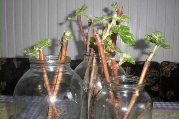 Как укоренить черенки винограда в воде в домашних условиях?