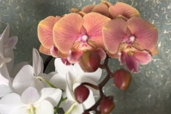 Названы ошибки, из-за которых орхидея перестанет цвести