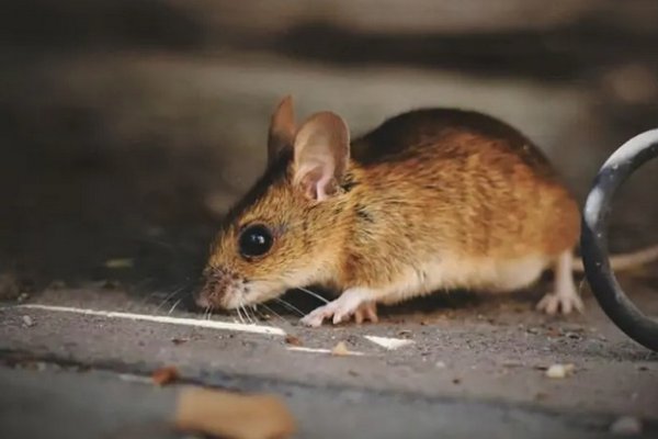 Как избавиться от мышей за 1 раз и навсегда: гуманный способ без отрав