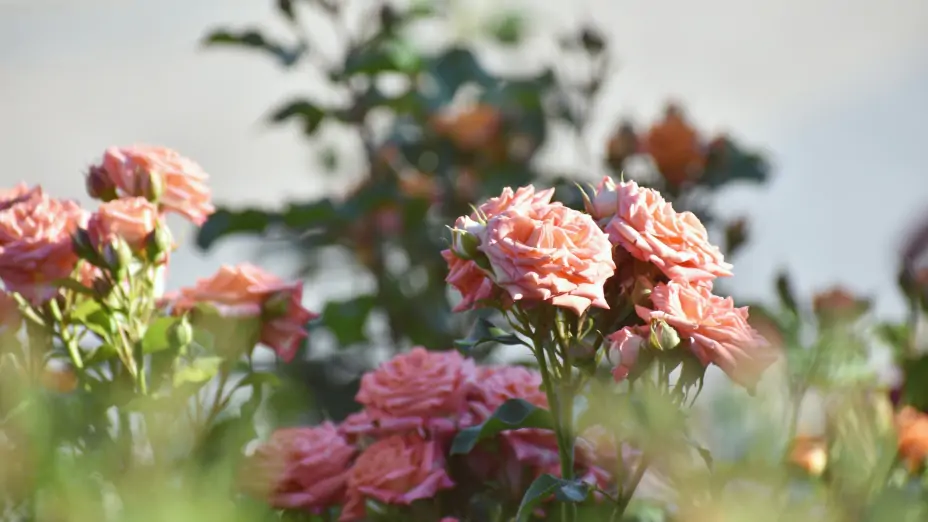 Получите пышные цветы: какие два популярных садовых растения нужно успеть обрезать весной