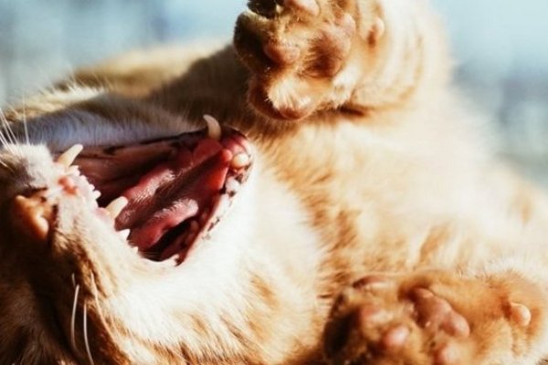 Заразительно полезно: ученые выяснили, для чего люди и животные зевают