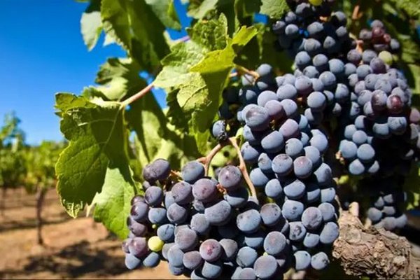 Что нельзя сажать у винограда: ответы, которые вас удивят