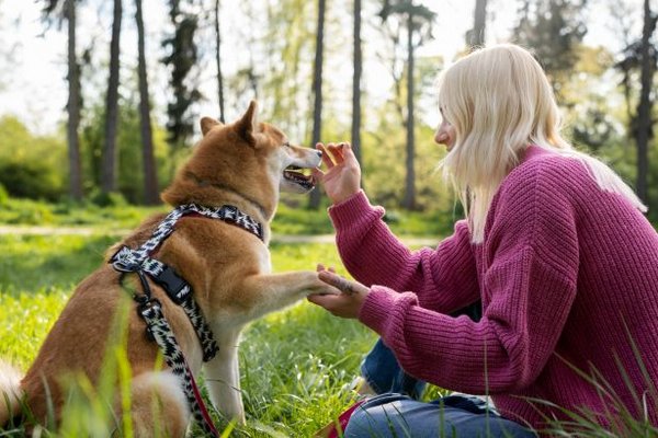 Смертельная опасность для собак: чем нельзя кормить своих любимцев