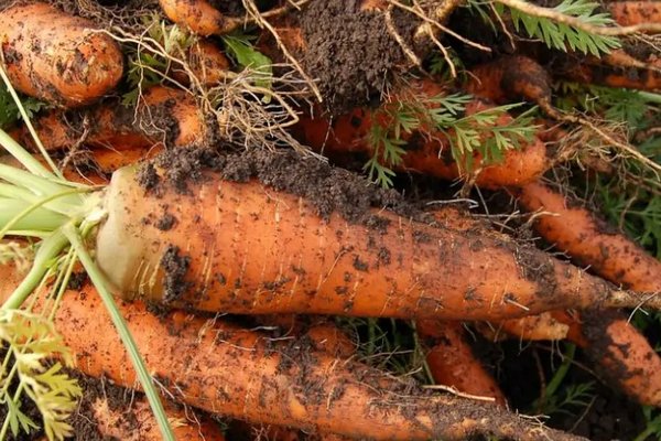 Что добавить в воду для полива, чтобы получить богатый урожай сладкой моркови