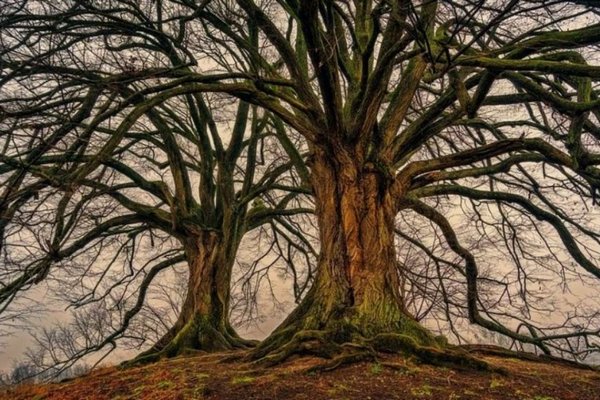 Ученые нашли самое старое дерево планеты – сколько ему лет
