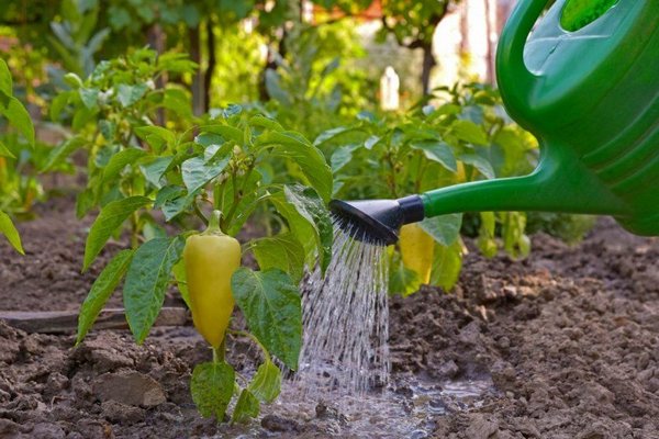 Вода должна быть теплой: как правильно поливать перец после высадки в почву