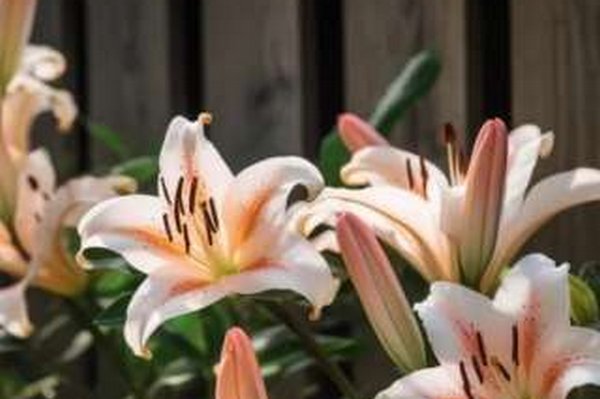 Станет украшением сада: чем подкормить лилии для безупречного цветения