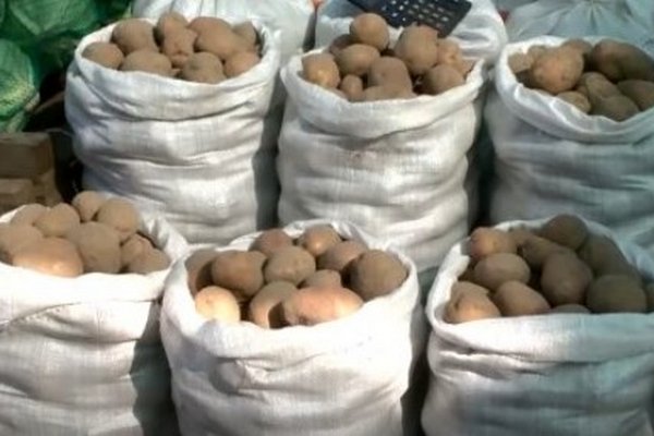 Картошки будут одна к одной: как правильно поливать корнеплод, чтоб уносить урожай мешками