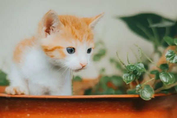 Кошка не приблизится к горшку: как отучить животное портить цветы