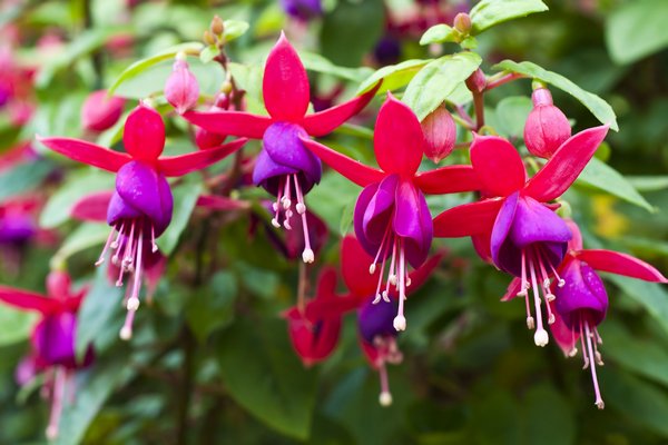 Долго ждать не придется: 5 видов цветов, которые прямо сейчас украсят ваш сад яркими красками