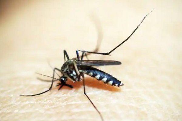 Что делать с укусами комаров