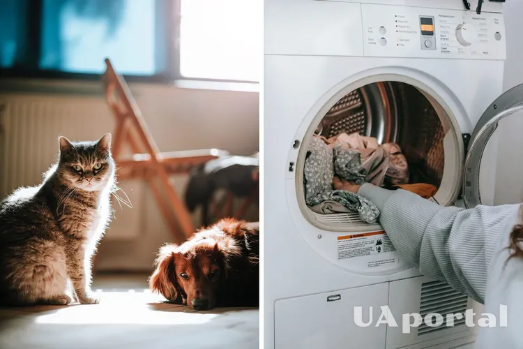 Четыре совета, как удалить шерсть домашних животных из стиральной машинки