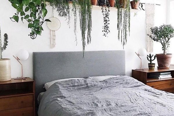 Держите эти комнатные растения в доме – и у вас не будет проблем со сном