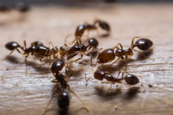 Как избавиться от муравьев в доме - самый эффективный метод