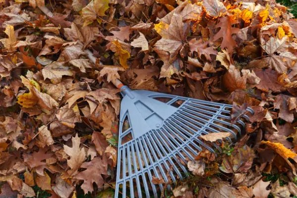 Не сжигайте и не выбрасывайте: три способа с пользой избавиться от опавших листьев