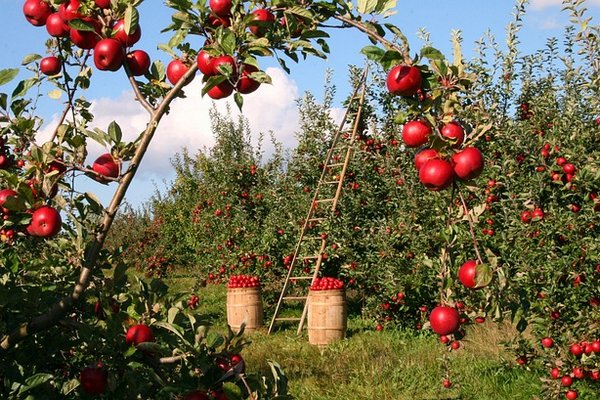 Чем подкормить плодовые деревья осенью, чтобы защитить их от морозов и болезней