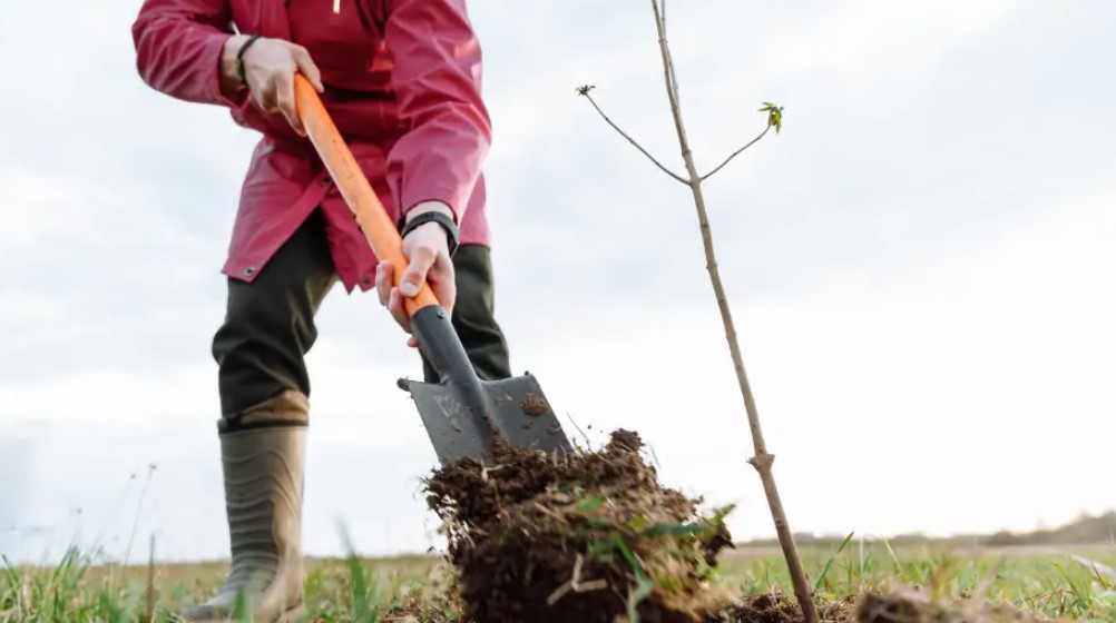 Копать или не копать: как улучшить качество почвы осенью