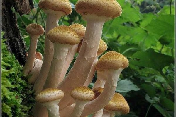 Какие грибы собирают осенью и где они растут