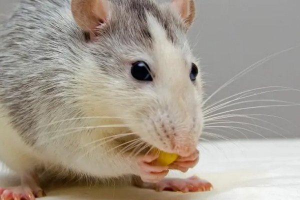 Крысы исчезнут из вашего дома: простое средство избавит от грызунов
