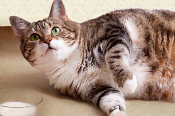 Как определить ожирение у кота