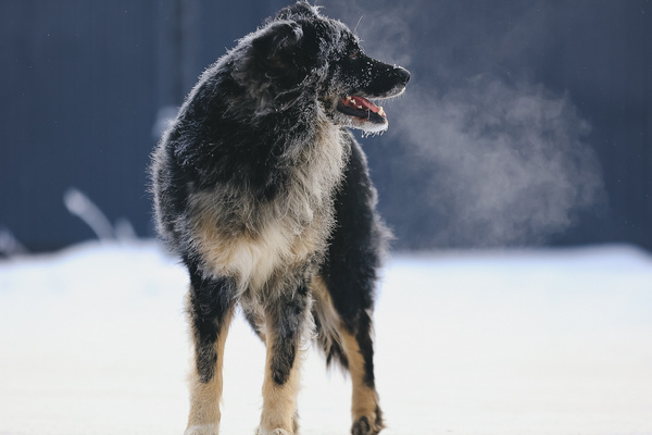 Баваро для стареющих собак: как поддерживать здоровье в пожилом возрасте