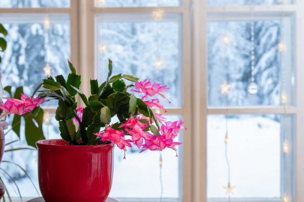 Вместо елки: три комнатных растения, которые украсят дом к праздникам и создадут новогоднее настроение