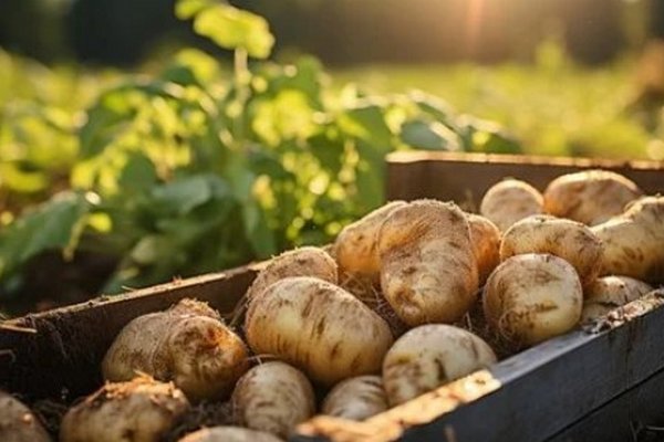 Не боятся холода и засухи: семь самых урожайных сортов картофеля, которые советуют сажать весной