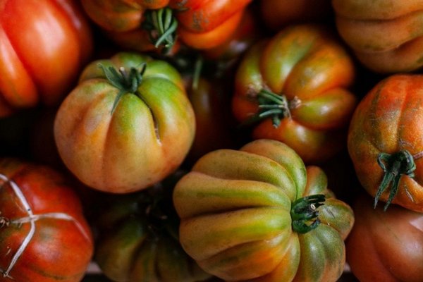 Что нужно сделать с помидорами, чтобы не трескались на ветках: правильный полив решит проблему