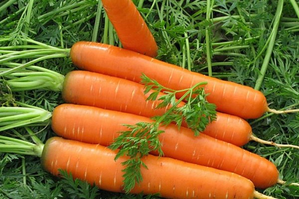 Не упустите “линьку” моркови в апреле – что сделать, чтобы она выросла крупной и вкусной