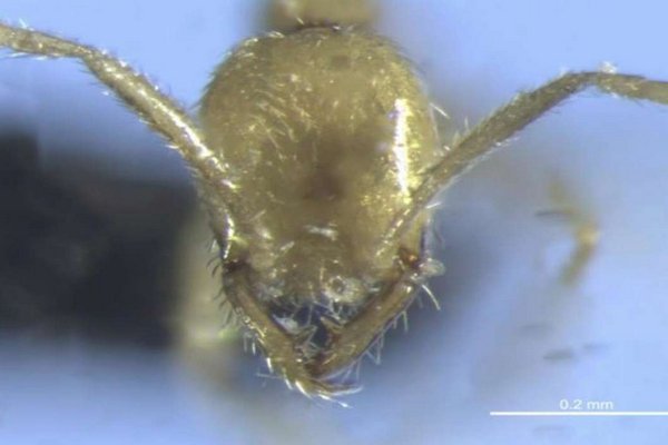 В Австралии открыли новый вид муравьев, названный в честь 
