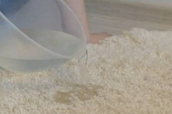 Как вывести запах кошачьей мочи на ковре: простые лайфхаки