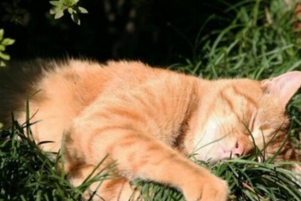 Не трогай животик - это комочек нервов: почему котам не нравится, когда вы так делаете