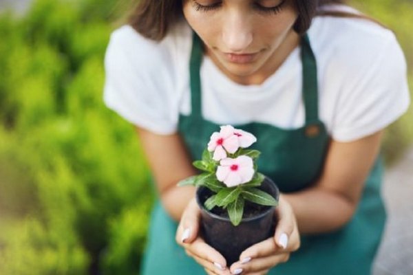 7 цветов, которые можно высадить летом. Они любят солнце и тепло