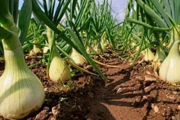 Не повторяйте чужих ошибок, иначе сами испортите урожай: что нельзя делать с перьями лука