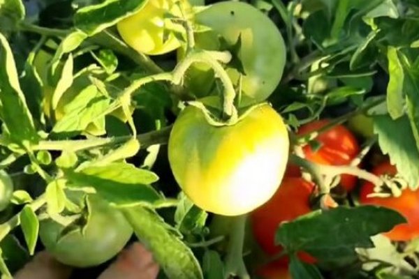 Эта простая хитрость спасет помидоры от жары: и на открытом грунте, и в теплице