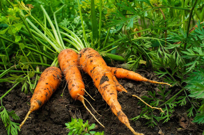 Морковь. Проблемы выращивания
