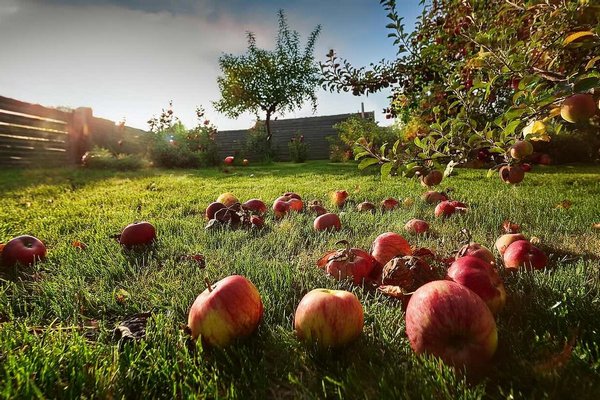 Падалица вредит газону и кормит сорняки: инструкция по компостированию