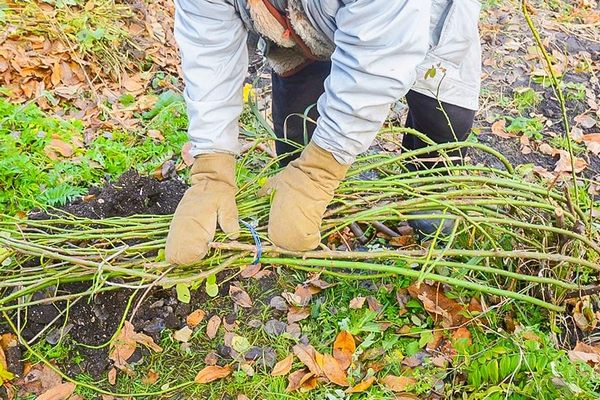 Подготовка роз к зиме: как избежать вымерзания и правильно сделать укрытие