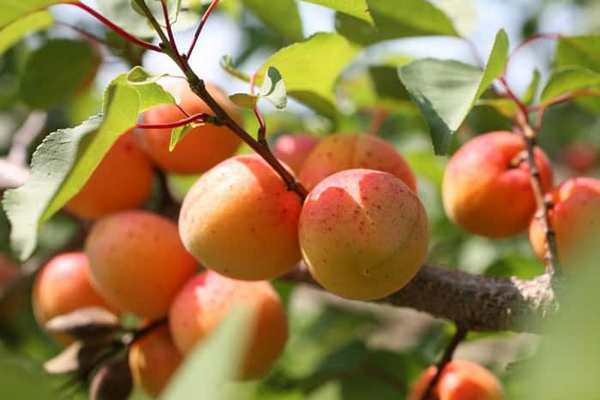 Финальная подкормка абрикоса: когда вносить удобрение, чтобы удвоить урожай в 2026