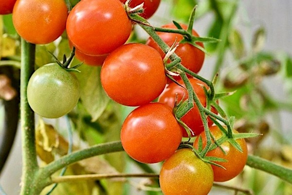 Подкормка йодом: как стимулировать развитие рассады перца, баклажанов и капусты